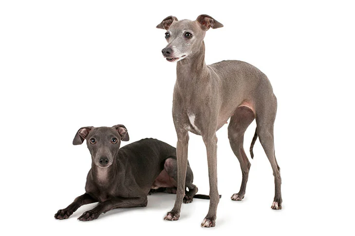 italiangreyhoundpuppyparadise